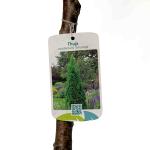 Thuja occ. 'Smaragd', bol
