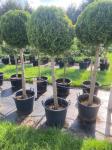 Thuja occ. 'Smaragd'