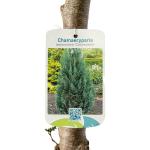 Chamaecyparis l. 'Columnaris', bol