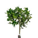 Ilex aq. 'J.C. van Tol', bol