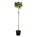 Ilex aq. 'J.C. van Tol', bol
