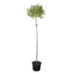 Ilex aq. 'Argentea Marginata', bol