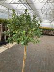 Ilex meserv. Blue Maid, kroon