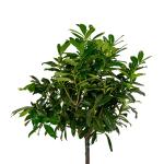 Prunus l. 'Novita', bol