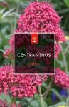 Centranthus ruber 'Coccineus'