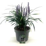 Liriope muscari 'Moneymaker'