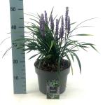 Liriope muscari 'Moneymaker'