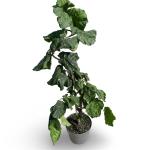 Corylus a. 'Contorta'
