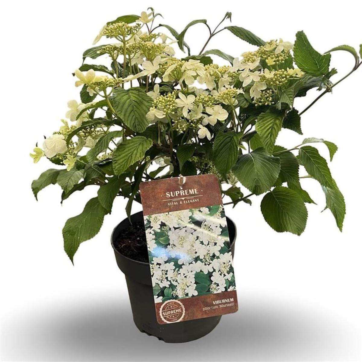 Viburnum plic. 'Mariesii'