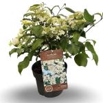 Viburnum plic. 'Mariesii'
