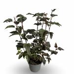 Physocarpus opulif. Lady in Red