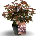 Physocarpus opulif. Lady in Red