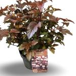 Physocarpus opulif. Lady in Red