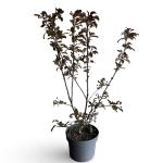 Malus toringo 'Scarlett'