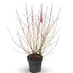 Cornus sang. 'Midwinter Fire'