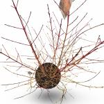 Cornus sang. 'Midwinter Fire'