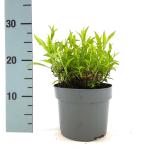 Aster (D) 'Schneekissen'
