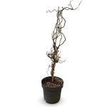 Corylus 'Red Majestic'