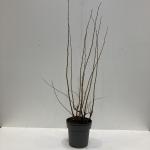 Corylus m. 'Purpurea'