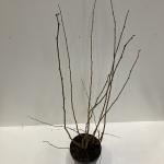 Corylus m. 'Purpurea'