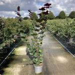 Corylus 'Rode Zellernoot'