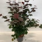 Corylus 'Rode Zellernoot'