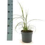 Miscanthus sin. 'Strictus Dwarf'