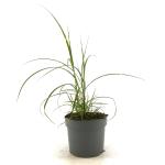 Miscanthus sin. 'Strictus Dwarf'