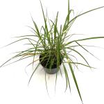 Miscanthus sin. 'Strictus Dwarf'
