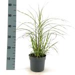 Miscanthus sin. 'Strictus Dwarf'