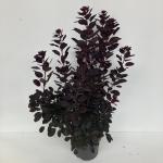 Cotinus cog. 'Royal Purple'