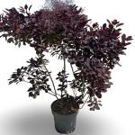 Cotinus cog. 'Royal Purple'