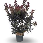 Cotinus cog. 'Royal Purple'