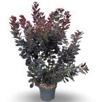 Cotinus cog. 'Royal Purple'
