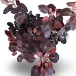 Cotinus cog. 'Royal Purple'