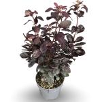 Cotinus cog. 'Royal Purple'