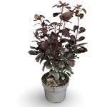 Cotinus cog. 'Royal Purple'
