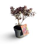 Cotinus cog. 'Royal Purple'