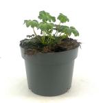 Geranium cant. 'St Ola', wit