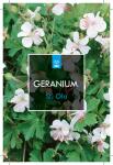 Geranium cant. 'St Ola', wit