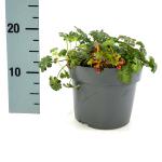 Geranium cant. 'St Ola', wit