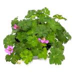 Geranium cant. 'Karmina', rose