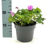 Geranium cant. 'Karmina', rose