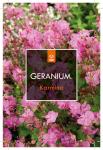 Geranium cant. 'Karmina', rose