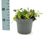 Geranium cant. 'Karmina', rose