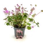 Geranium cant. 'Karmina', rose