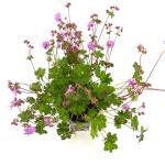 Geranium cant. 'Karmina', rose