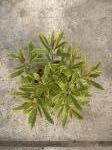 Euphorbia 'Ascot Rainbow'