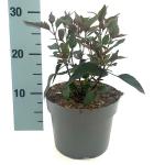 Eupatorium rugosum 'Chocolate'
