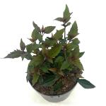 Eupatorium rugosum 'Chocolate'